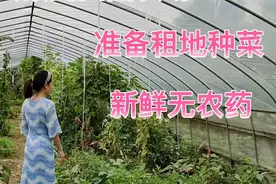 金融女硕到田园农场，准备租地种菜，新鲜无农药，以后不用买菜了视频封面