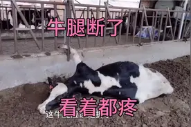 牛腿断了。看着都疼。养牛人心中的痛，农民太不容易了