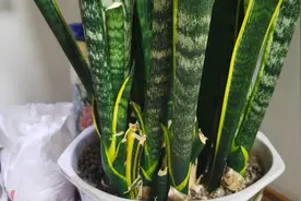 盆栽虎皮兰，三大养护做到位，两三年长满一大盆视频封面