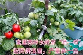 番茄最喜欢家里的“两种水”，经常喷一喷，虫害没了，挂果一串串视频封面