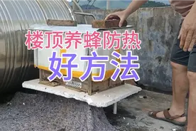 楼顶养蜂好处多，但署热天气蜂难熬，巧妙一招不花钱解决