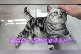 猫得尿闭治疗一次花费需要多少？视频封面