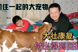 最幸福的小牛，住在一起的大宠物，主人辛苦照顾终于康复了视频封面