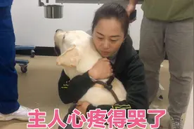 为了狗狗未来更健康女主人决定给它绝育，手术后主人看到它竟哭了视频封面