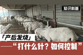 母羊产后发烧，打什么针，如何护理