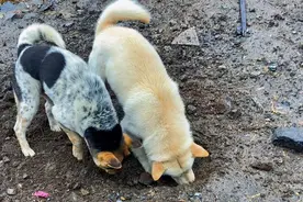 老鼠被逼无奈跑这边来吃兰花，田园犬掘地三尺逮老鼠视频封面