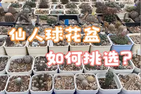 仙人球花盆怎么选？为啥我的都是塑料盆？视频封面