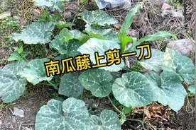 南瓜藤上剪一刀，一棵能结5、6个南瓜，摘心打顶很重要，方法简单视频封面