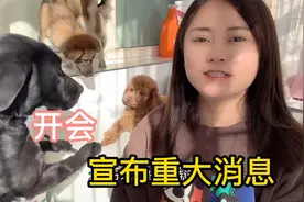 三只狗狗谁去谁留，听完自述大家便能明白，忍痛割爱只为狗生幸福