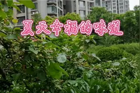 夏天幸福的味道视频封面