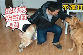 金毛和拉不拉多狗狗总是打架，完全无视主人的劝阻，这可怎么办？