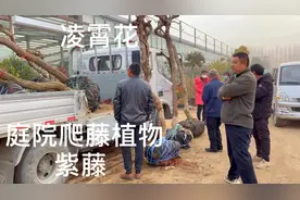 农村大集上巨无霸凌霄花树，号称“庭院爬藤之王”，这么大很少见视频封面