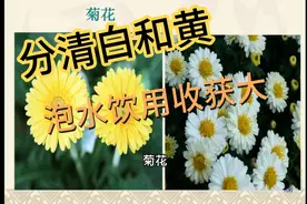 小菊花有大用处，用时分清白菊花和黄菊花，泡水喝功效一样好视频封面