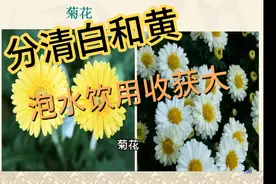 小菊花有大用处，用时分清白菊花和黄菊花，泡水喝功效一样好视频封面