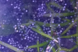 斑马鱼繁殖小技巧，详细的繁殖过程。后续来啦！视频封面