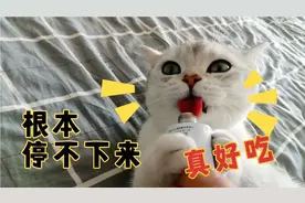 淘气惹祸的毛孩子怎么哄主人开心，各种撒娇卖萌就是小吃货一枚视频封面