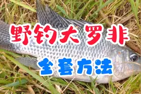 夏季天热钓不到大罗非怎么办？老钓鱼人教你几个技巧，专钓大罗非视频封面