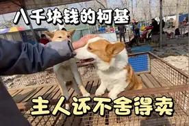 八千块钱的柯基犬种公级别的，这三通大围脖真好看，就是价格太贵视频封面