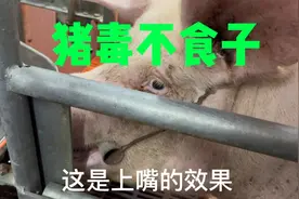 第一次当妈妈竟然害怕小猪，出生5头咬死4头，小伙一根钢管解决视频封面