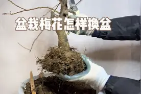 盆栽梅花何时换盆好？如何选择花盆和配土？很实用！赶紧看看视频封面