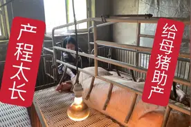 母猪生产产程过长，看看应该如何处理？小猪体格健壮最少有三斤重视频封面