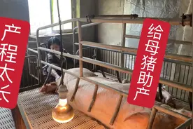 母猪生产产程过长，看看应该如何处理？小猪体格健壮最少有三斤重