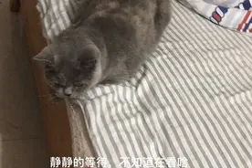 猫咪的小趣事，一天天的也不知道干啥视频封面