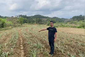 农村新型冷门暴利种植行业，小伙种植40亩，一年轻松收入百万