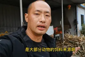 农村创业好项目，一亩地养40只，一只利润3000左右视频封面