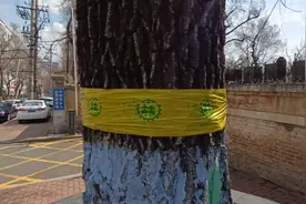 有谁知道，哈尔滨大街树上都贴着黄色胶带是起什么作用。视频封面