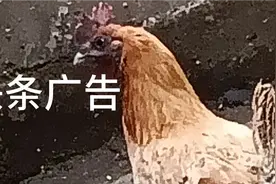 头条广告处理方法