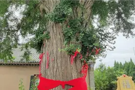 大连甘井子区营城子民俗文化村有千余年的永兴寺和古银杏树很震撼