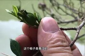 秋天的第一棵盆景，栀子花挂满青色果实，会是你眼中的精品素材吗视频封面