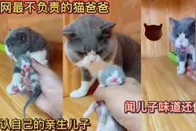 全网最不负责的猫爸爸！不认自己的亲生儿子！闻儿子味道还作呕！视频封面