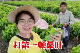 新蚕选择桑叶很重要，爸爸教小朱要选黄中带绿的，满满的乡土气息视频封面
