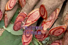 广西正宗三叶鸡血藤，泡酒不要太好视频封面