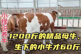 1200斤的精品大母牛，生下的小牛才60斤，看看原因出在哪？