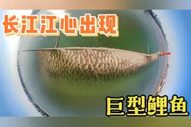 长江江心惊现“巨型大鲤鱼”视频封面