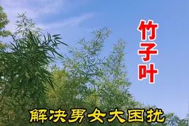 农村的竹叶煮水，3大用途，解决不少人大困扰！视频封面