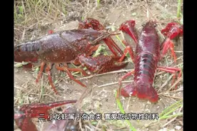 池塘养殖小龙虾，零基础教学！（新手必看）视频封面