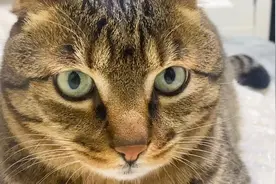 小猫咪的大脑袋真的好圆好可爱