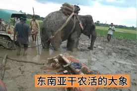 在东南亚一些国家，家庭饲养大象从事农业劳动，和耕地的牛一样视频封面