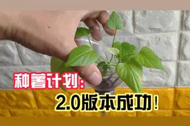 种薯计划2.0大获成功！红薯根系发达感觉也可以给鱼缸净化水质！视频封面