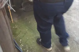 夏天到了，蛇也出洞了吓人视频封面