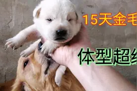15天的金毛宝宝，体型就比满月小土狗大，这趋势看来要冲百斤去了