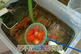 三个小鱼缸 养了100来条小金鱼 真真正正的实现了 高密度养殖视频封面