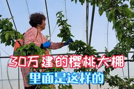农村大叔30万建樱桃大棚，老夫妻精心管理，樱桃长的真好视频封面