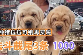 原来这些法斗尾巴都剪掉啦！才1000块3条！不懂的进来学习一下视频封面