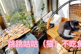 颠覆你的想像，宠物猫居然不吃鱼，试着做了几种口味，依然不吃视频封面