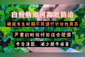 黄杨白粉病如何高效防治视频封面